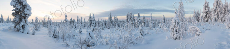 Winter landscape with forest of snow-covered trees.