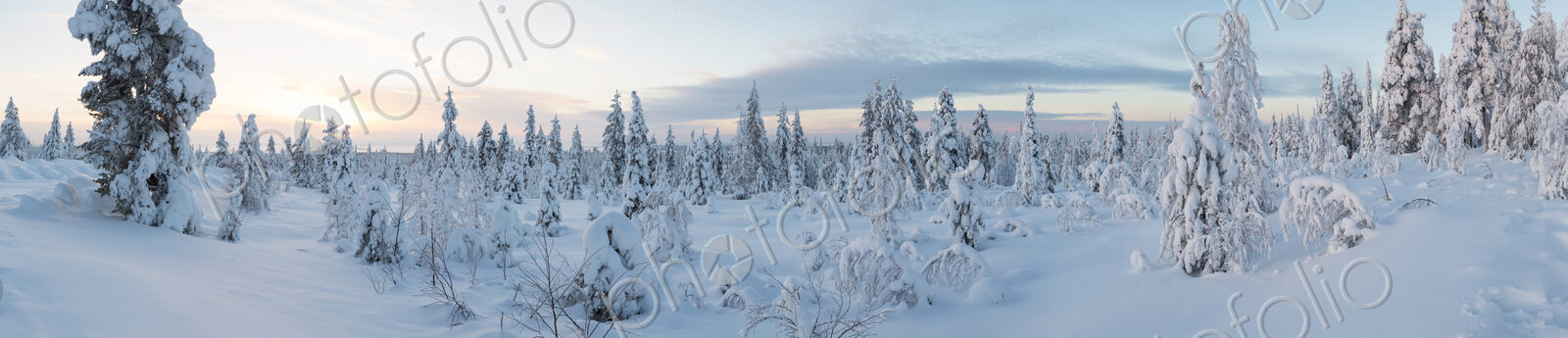 Winter landscape with forest of snow-covered trees.
