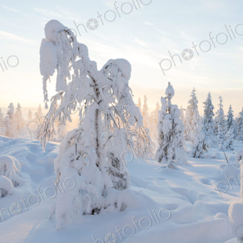 Winter landscape with forest of snow-covered trees. Winter landscape with forest of snow-covered trees.