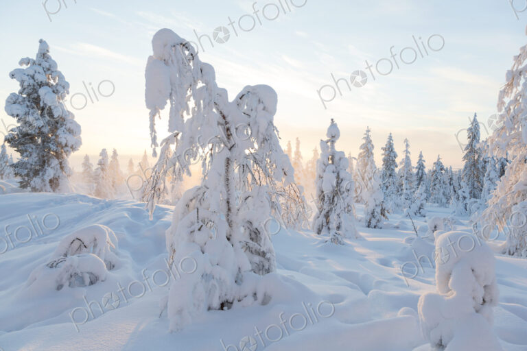 Winter landscape with forest of snow-covered trees.