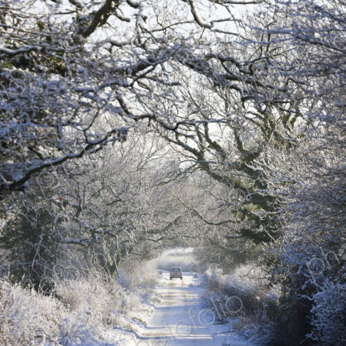 Winter landscape with rural road lined with snow-covered trees, a car in the distance.