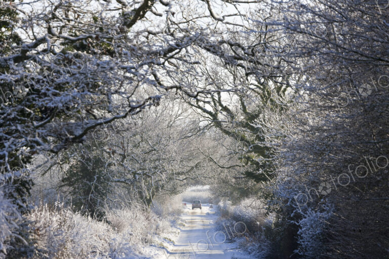 Winter landscape with rural road lined with snow-covered trees, a car in the distance.
