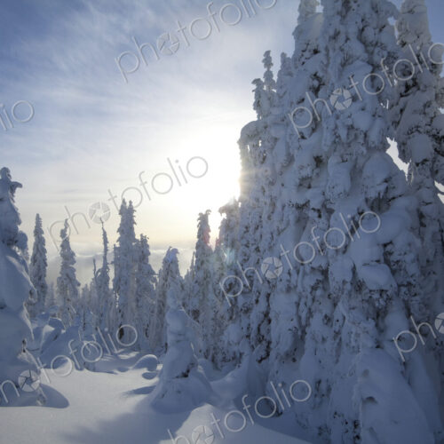 Winter snow, deep drifts and pine trees covered in snow Winter snow, deep drifts and pine trees covered in snow