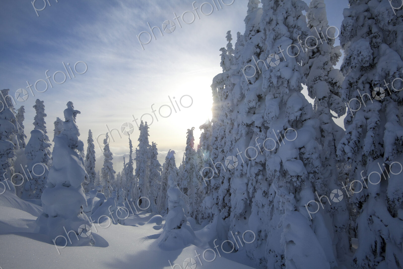 Winter snow, deep drifts and pine trees covered in snow