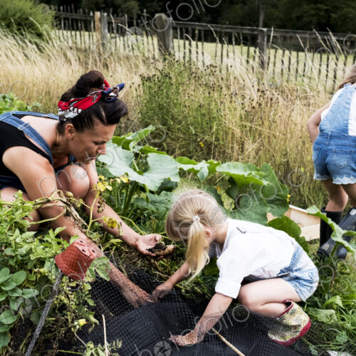 Woman and two girls in a vegetable garden, harvesting potatoes.
