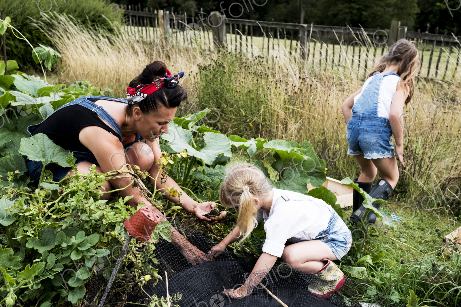Woman and two girls in a vegetable garden, harvesting potatoes.