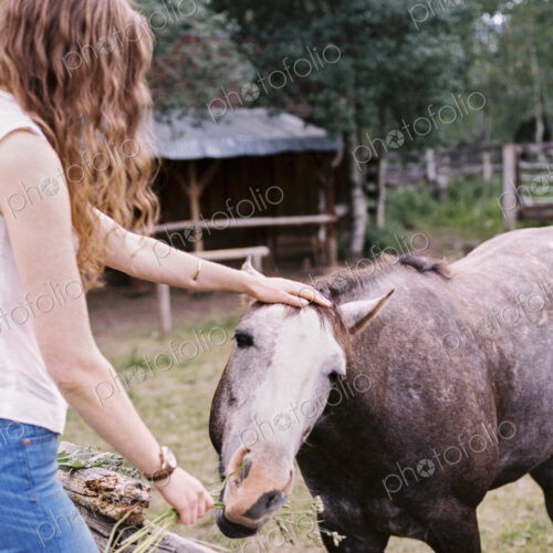 Woman feeding a horse in a paddock. Woman feeding a horse in a paddock.