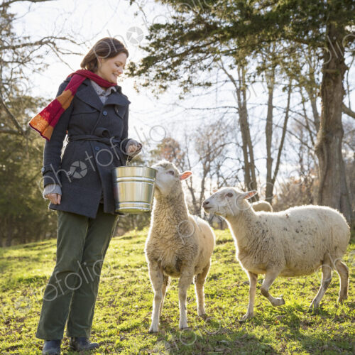 Woman holding a metal bucket of feed for two sheep in a field.