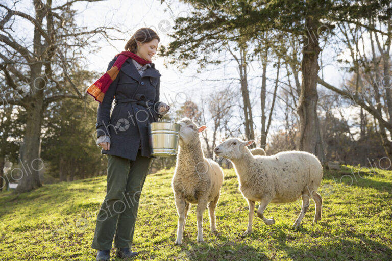 Woman holding a metal bucket of feed for two sheep in a field.