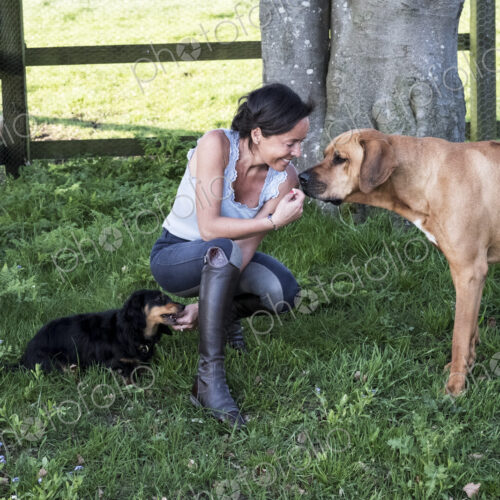 Woman kneeling in a paddock, giving treats to two dogs, a Rhodesian Ridgeback and…