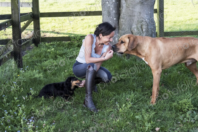 Woman kneeling in a paddock, giving treats to two dogs, a Rhodesian Ridgeback and…