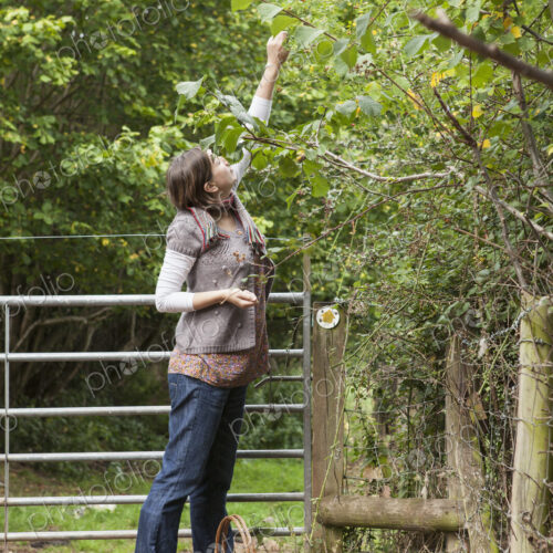 Woman picking hazelnuts from a tree with a basket by her feet.