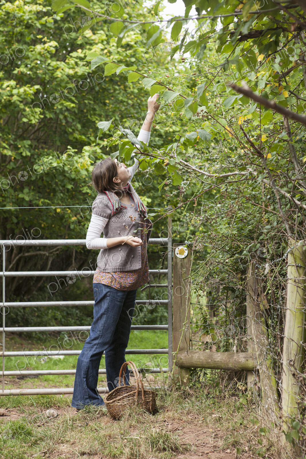 Woman picking hazelnuts from a tree with a basket by her feet.