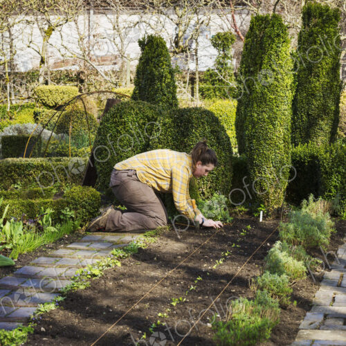 Woman planting seedlings in a bed of soil in the kitchen garden of a hotel. Woman planting seedlings in a bed of soil in the kitchen garden of a hotel.