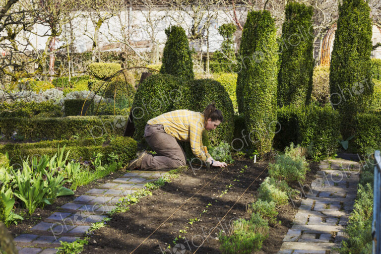 Woman planting seedlings in a bed of soil in the kitchen garden of a hotel.