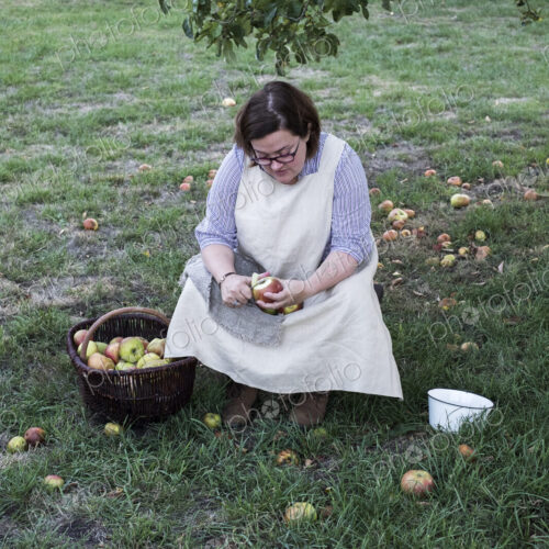 Woman sitting in an orchard under apple tree next to brown wicker basket with freshly…