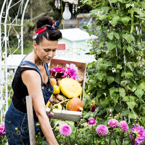 Woman standing in a garden, holding wooden crate with vegetables, picking pink Dahlias. Woman standing in a garden, holding wooden crate with vegetables, picking pink Dahlias.