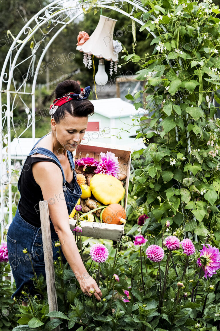 Woman standing in a garden, holding wooden crate with vegetables, picking pink Dahlias.