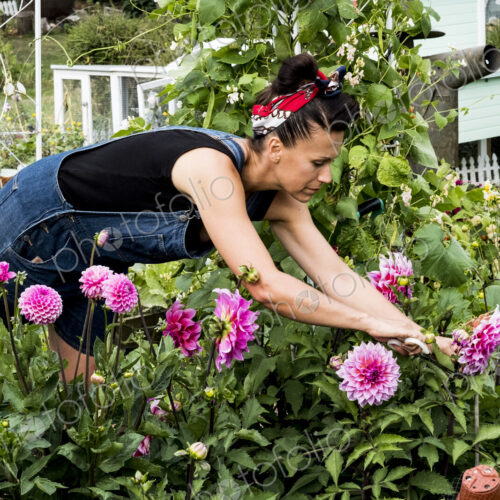 Woman standing in a garden, picking pink Dahlias. Woman standing in a garden, picking pink Dahlias.