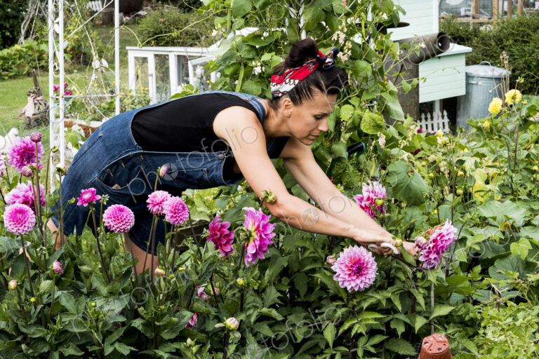 Woman standing in a garden, picking pink Dahlias.