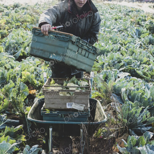 Woman standing in field, carrying plastic crate, harvesting cauliflowers.
