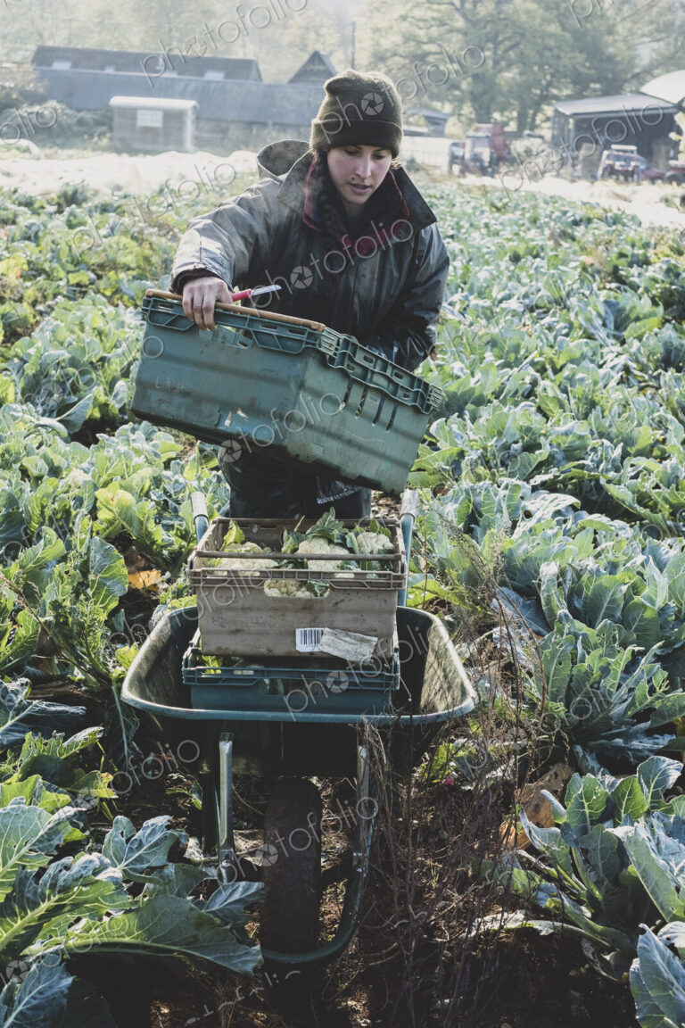 Woman standing in field, carrying plastic crate, harvesting cauliflowers.
