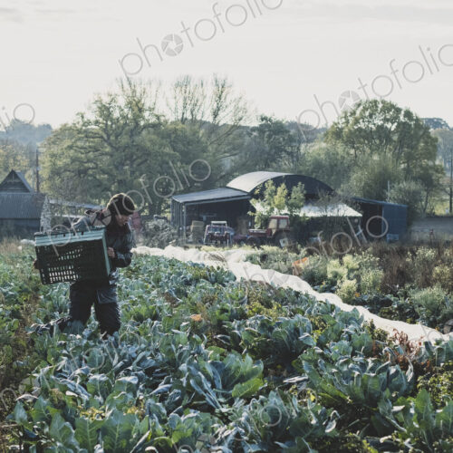 Woman standing in field, carrying plastic crate, harvesting cauliflowers.