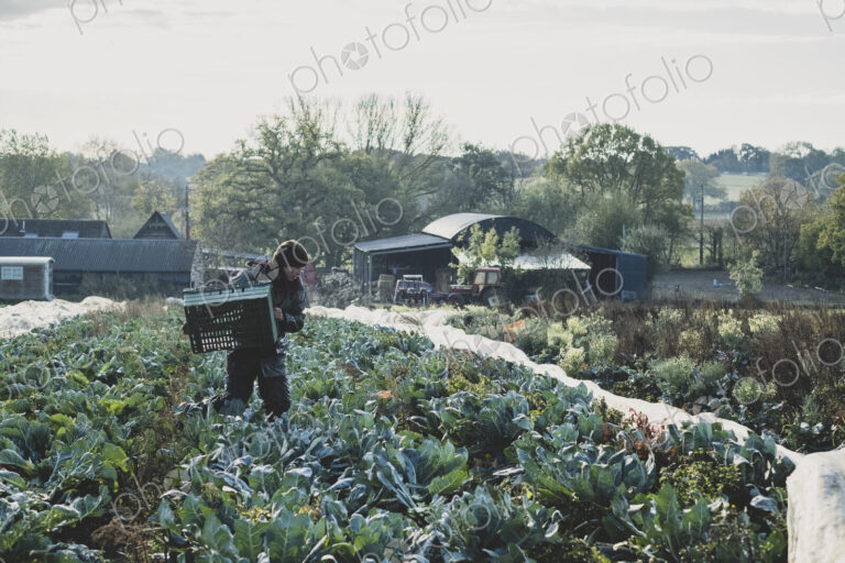 Woman standing in field, carrying plastic crate, harvesting cauliflowers.