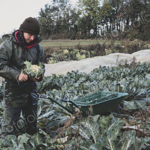 Woman standing in field, harvesting cauliflowers. Woman standing in field, harvesting cauliflowers.