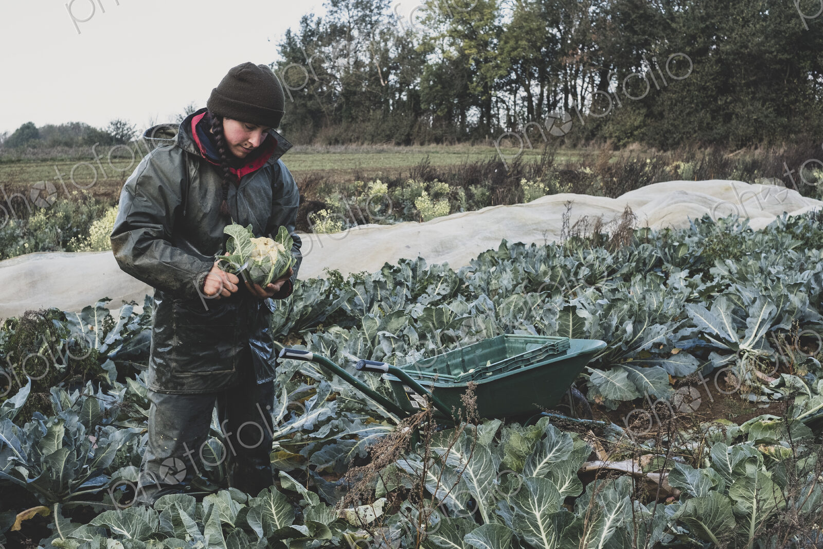 Woman standing in field, harvesting cauliflowers.
