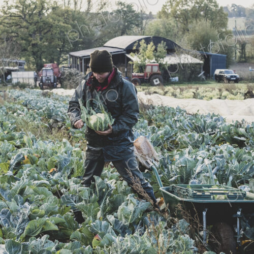 Woman standing in field, harvesting cauliflowers.