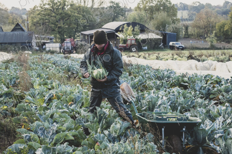Woman standing in field, harvesting cauliflowers.