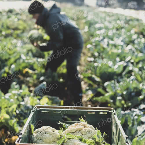 Woman standing in field, harvesting cauliflowers. Woman standing in field, harvesting cauliflowers.