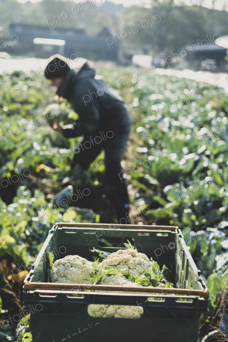 Woman standing in field, harvesting cauliflowers.