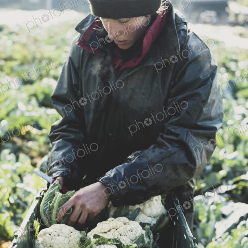 Woman standing in field, putting freshly harvested cauliflowers in plastic crate.