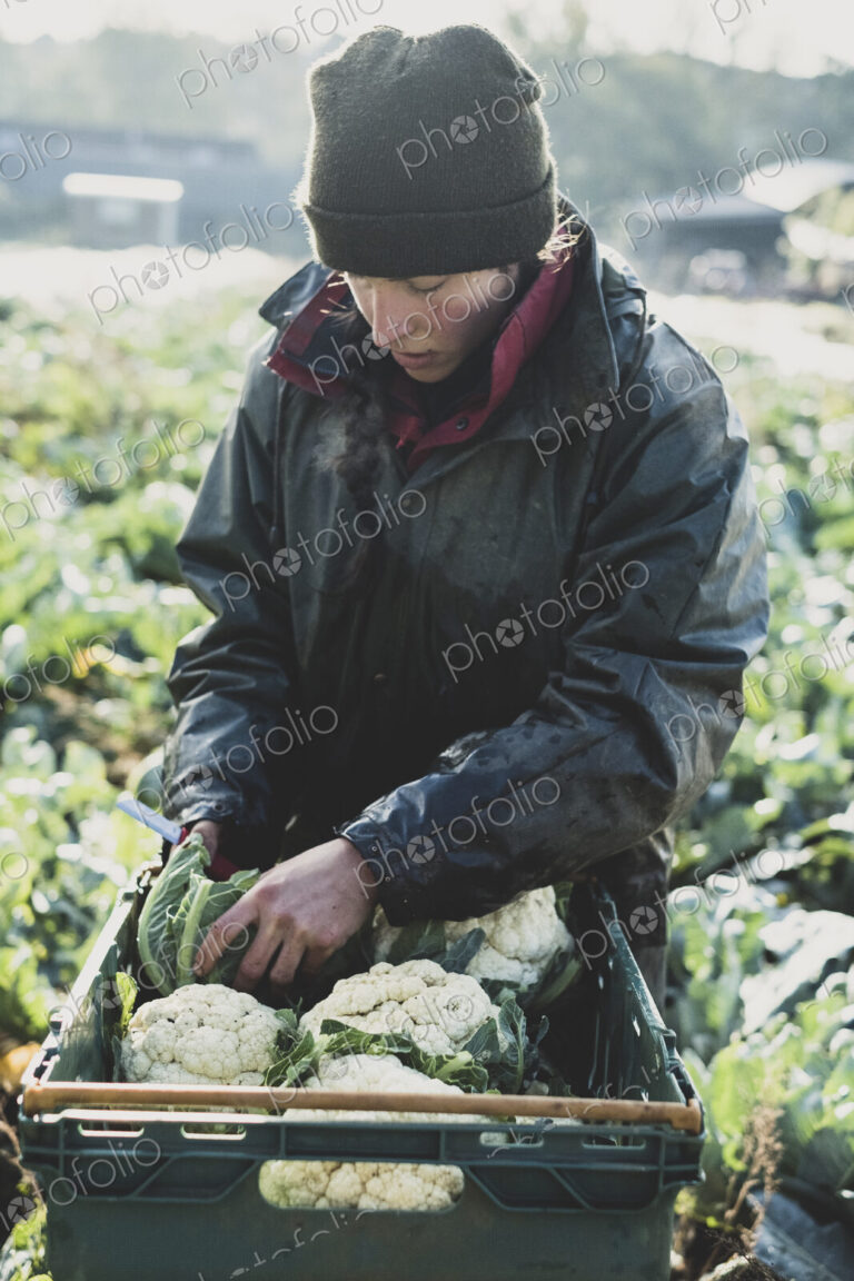 Woman standing in field, putting freshly harvested cauliflowers in plastic crate.