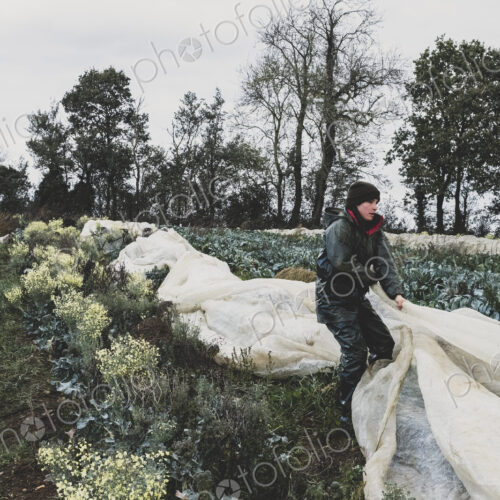 Woman standing in field, removing protective netting from vegetables.