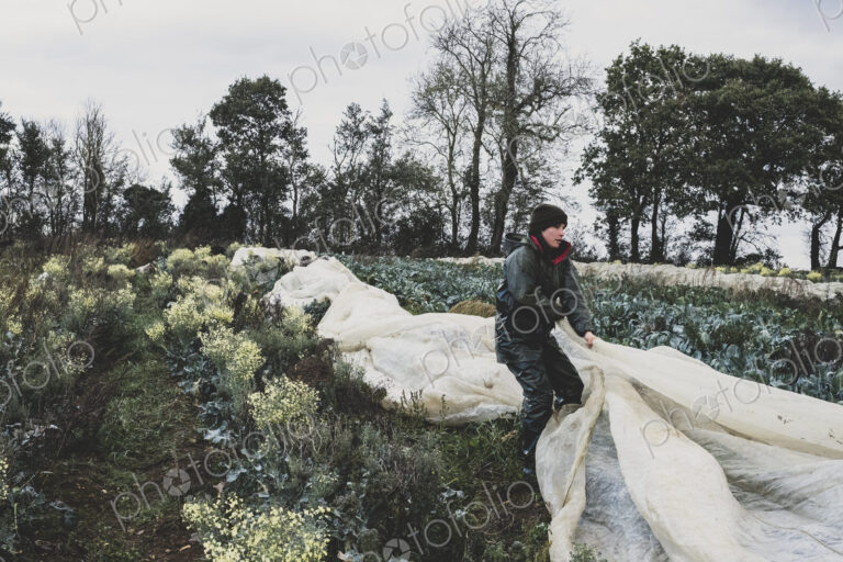 Woman standing in field, removing protective netting from vegetables.