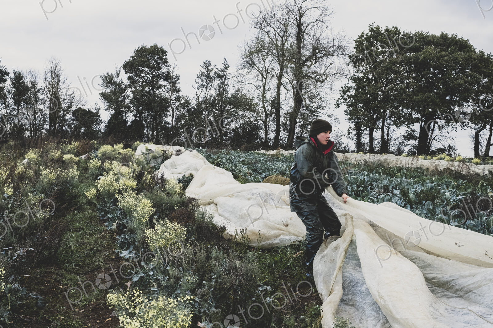 Woman standing in field, removing protective netting from vegetables.