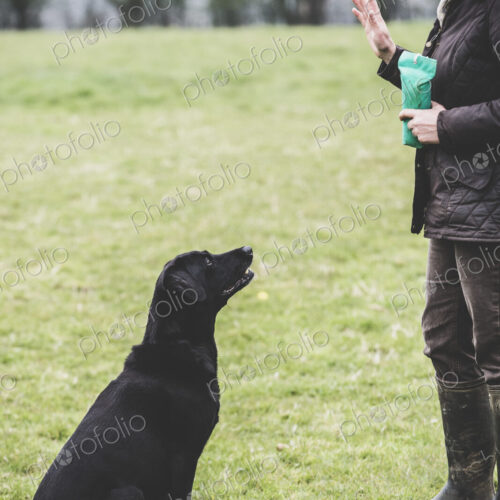 Woman standing outdoors in a field, a dog trainer giving hand command to Black… Woman standing outdoors in a field, a dog trainer giving hand command to Black…