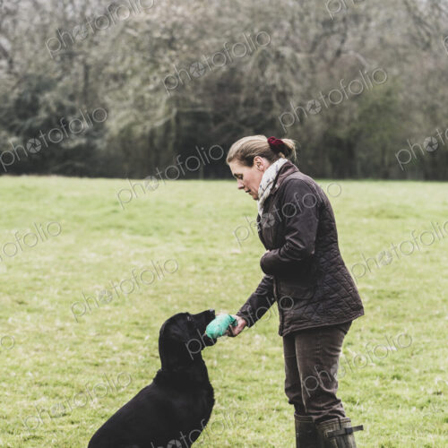 Woman standing outdoors in a field giving a green toy to Black Labrador dog. Woman standing outdoors in a field giving a green toy to Black Labrador dog.