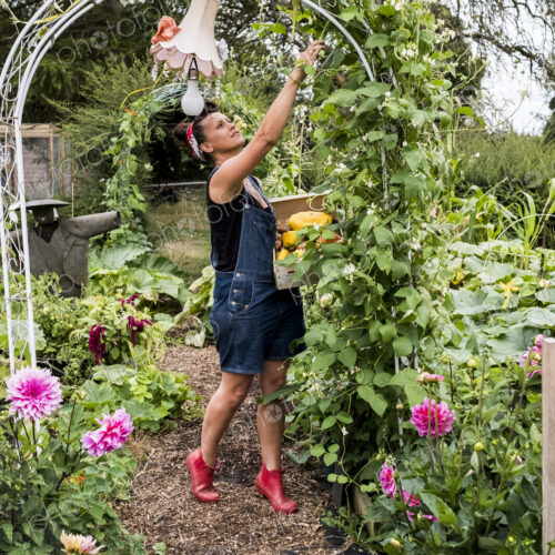 Woman standing underneath arch in a garden, picking green beans. Woman standing underneath arch in a garden, picking green beans.