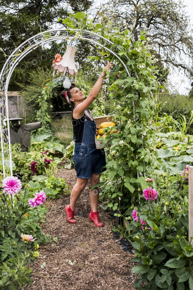 Woman standing underneath arch in a garden, picking green beans.