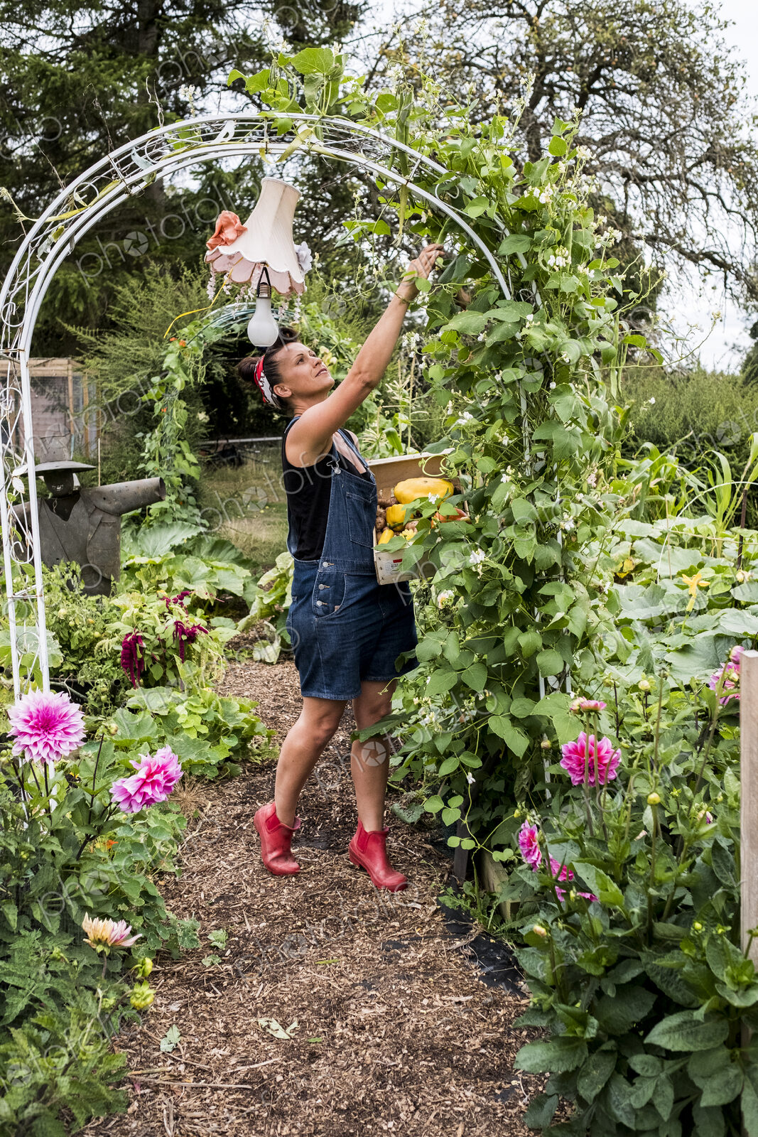 Woman standing underneath arch in a garden, picking green beans.