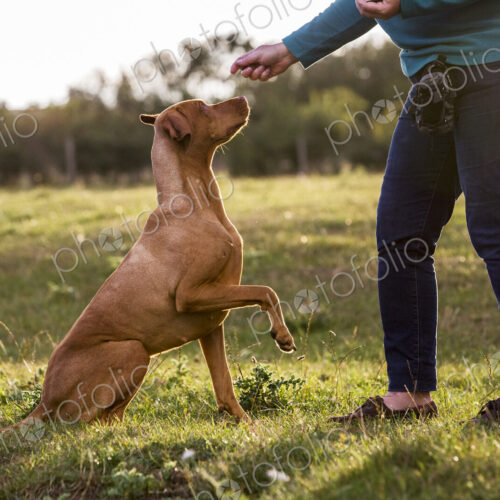 Woman training Vizla dog with a lifted paw sitting in a meadow.