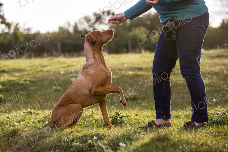 Woman training Vizla dog with a lifted paw sitting in a meadow.