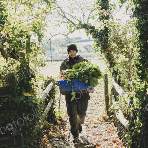 Woman walking towards camera, carrying blue crate with freshly harvested vegetables. Woman walking towards camera, carrying blue crate with freshly harvested vegetables.