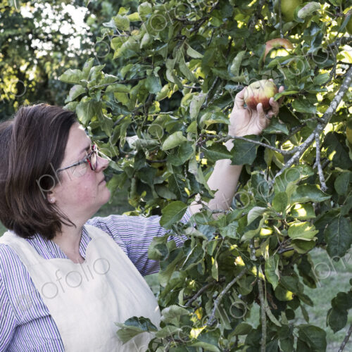 Woman wearing apron and glasses picking red and green apple from a tree. Woman wearing apron and glasses picking red and green apple from a tree.