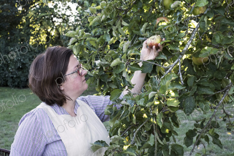 Woman wearing apron and glasses picking red and green apple from a tree.