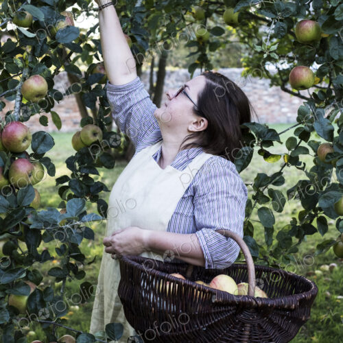 Woman wearing apron holding brown wicker basket, picking apples from a tree. Woman wearing apron holding brown wicker basket, picking apples from a tree.